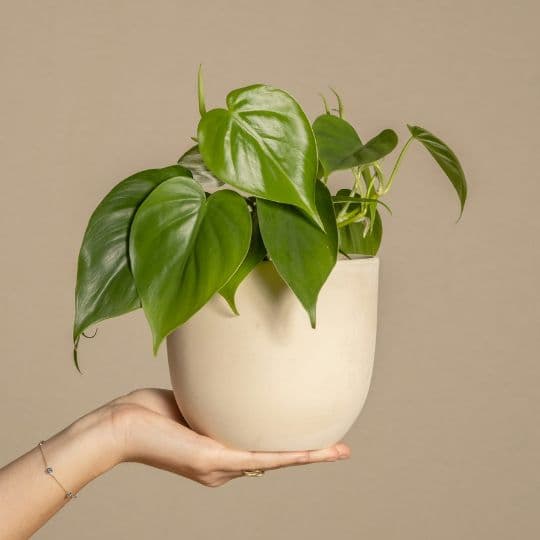 Philodendron cordatum