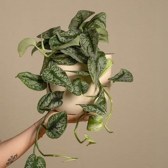 Satin pothos