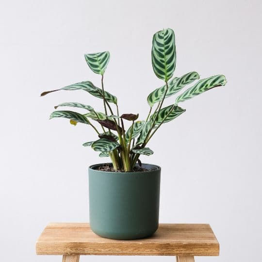 Calathea Burle Marxii