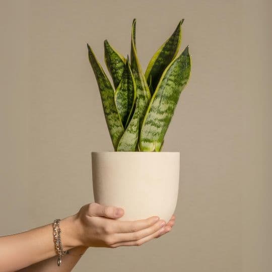 Dracaena trifasciata