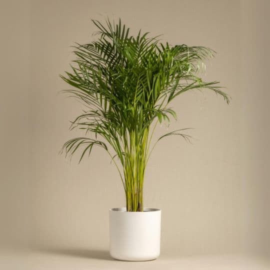 Areca palm