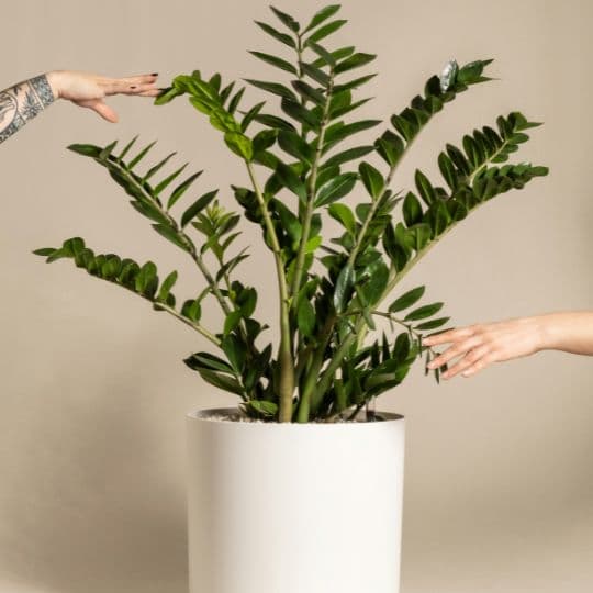 Zamioculcas zamiifolia